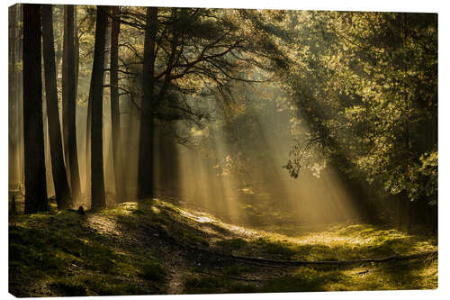 Leinwandbild Sonnenlicht