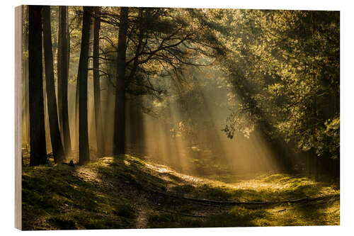 Wood print Sunlight