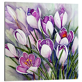 Aluminium print Crocuses