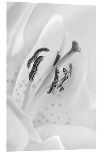 Cuadro de metacrilato A black and white lily