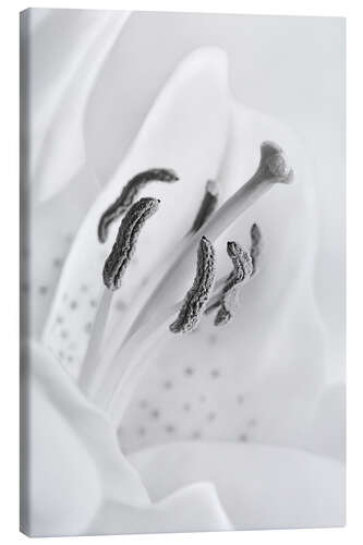 Obraz na płótnie A black and white lily