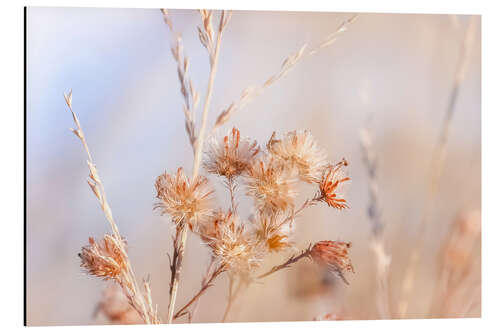 Tableau en aluminium Asters dans la brume d'automne