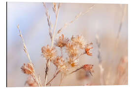 Aluminium print Asters in the autumn mist