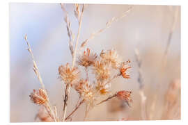 Foam board print Asters in the autumn mist