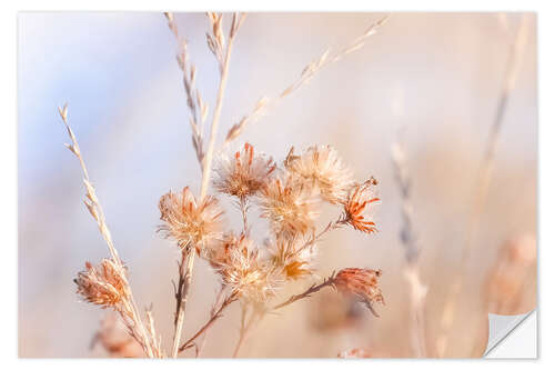 Sisustustarra Asters in the autumn mist