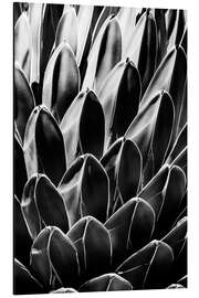 Aluminium print Black Arizona - Queen Victoria Agave