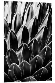 Stampa su PVC Black Arizona - Queen Victoria Agave