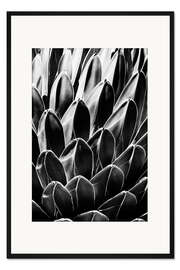Gerahmter Kunstdruck Schwarzes Arizona - Königin Victoria Agave