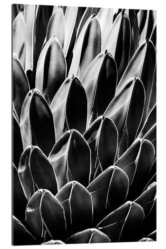 Gallery print Black Arizona - Queen Victoria Agave