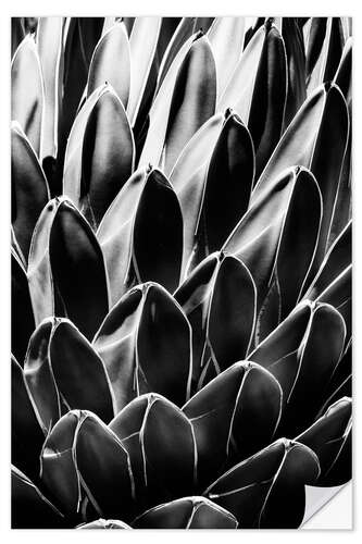 Selvklebende plakat Black Arizona - Queen Victoria Agave