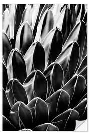 Sticker mural Arizona noir - Agave de la reine Victoria