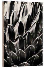 Tableau en bois Arizona noir - Agave de la reine Victoria