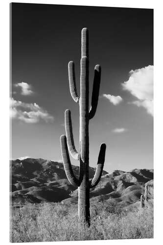 Cuadro de metacrilato Arizona negro - Cactus solitario