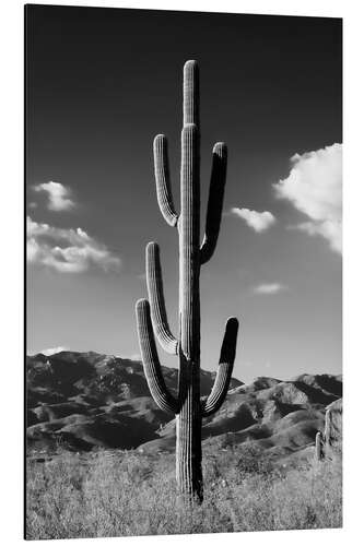 Aluminium print Black Arizona - Lonely Cactus