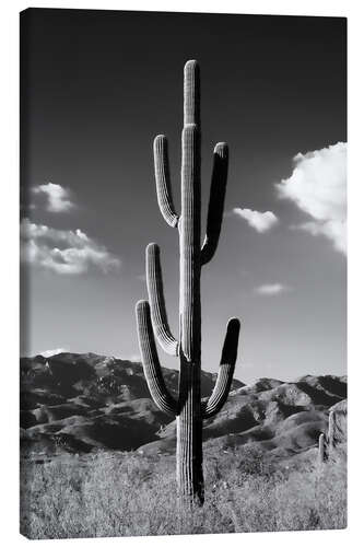 Lerretsbilde Black Arizona - Lonely Cactus