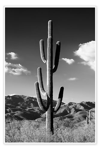 Poster Schwarzes Arizona - einsamer Kaktus