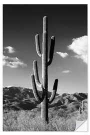 Selvklebende plakat Black Arizona - Lonely Cactus