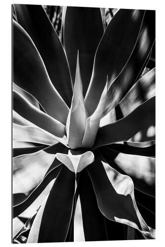 Gallery print Black Arizona - Aloe Vera Heart