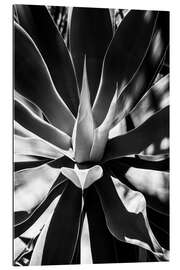 Gallery print Black Arizona - Aloe Vera Heart