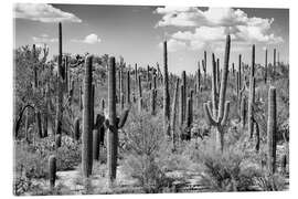 Akrylbillede Black Arizona - Saguaro Cactus Forest