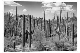 Cuadro de aluminio Arizona negro - Bosque de cactus Saguaro