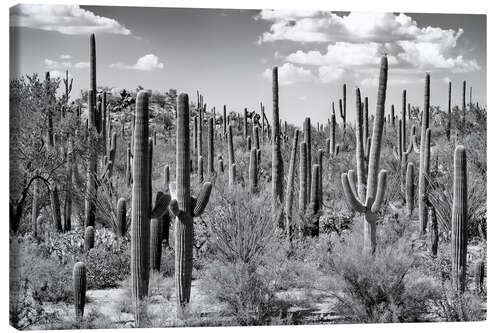 Leinwandbild Schwarzes Arizona - Saguaro Kaktuswald