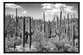 Gerahmter Kunstdruck Schwarzes Arizona - Saguaro Kaktuswald