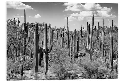 Tableau en PVC Arizona noir - Forêt de cactus de Saguaro