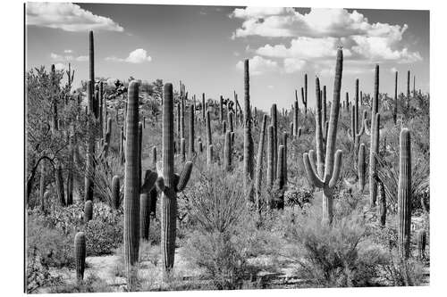 Tableau en plexi-alu Arizona noir - Forêt de cactus de Saguaro