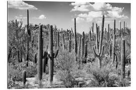 Tableau en plexi-alu Arizona noir - Forêt de cactus de Saguaro