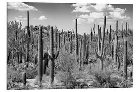 Magnettafel Schwarzes Arizona - Saguaro Kaktuswald