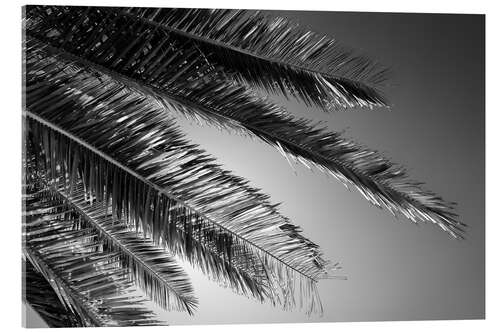 Acrylic print Black California - Palm