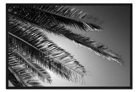 Gerahmter Kunstdruck Schwarzes Kalifornien - Palme