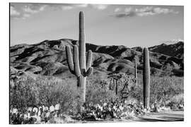 Cuadro de aluminio Arizona negro - cactus del desierto de Tucson