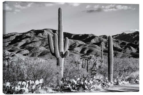 Canvas-taulu Black Arizona - Tucson Desert Cactus