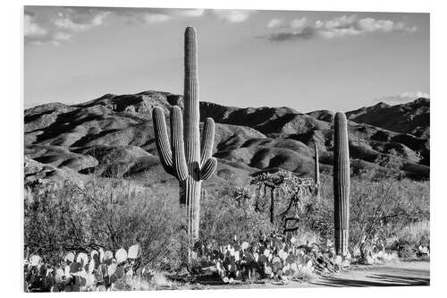 Foam board print Black Arizona - Tucson Desert Cactus