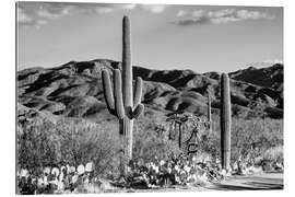 Gallery print Black Arizona - Tucson Desert Cactus