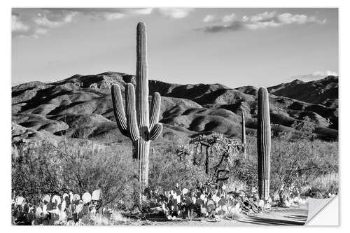 Selvklebende plakat Black Arizona - Tucson Desert Cactus