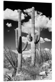 Acrylglas print Black Arizona - Two Saguaro Cactus
