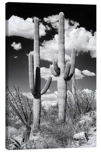 Leinwandbild Schwarzes Arizona - Zwei Saguaro-Kakteen