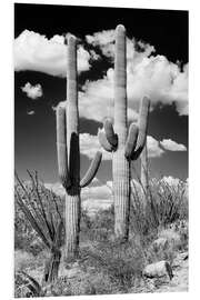 Foam board print Black Arizona - Two Saguaro Cactus