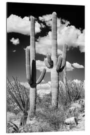 Cuadro de plexi-alu Arizona negro - dos cactus saguaro