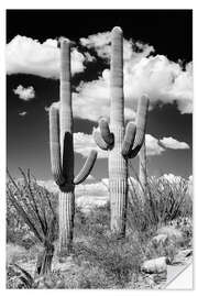 Wall sticker Black Arizona - Two Saguaro Cactus