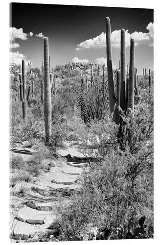 Stampa su vetro acrilico Black Arizona - Percorso attraverso i cactus