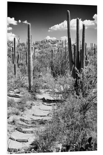 PVC-taulu Black Arizona - Path through Cacti