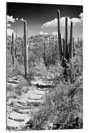 Gallery print Black Arizona - Path through Cacti