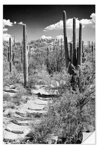 Selvklebende plakat Black Arizona - Path through Cacti