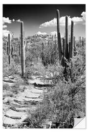 Wall sticker Black Arizona - Path through Cacti