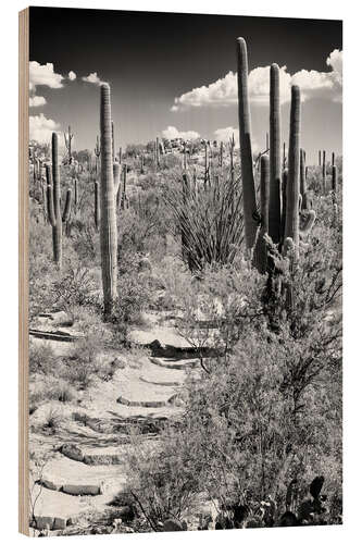 Wood print Black Arizona - Path through Cacti