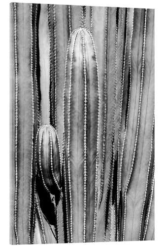 Akrylbilde Black Arizona - Cactus Close Up